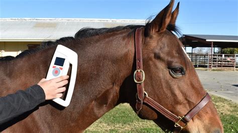 equine rfid chips and reader|equine identification microchip.